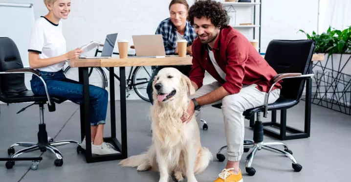 mascotas ene l trabajo