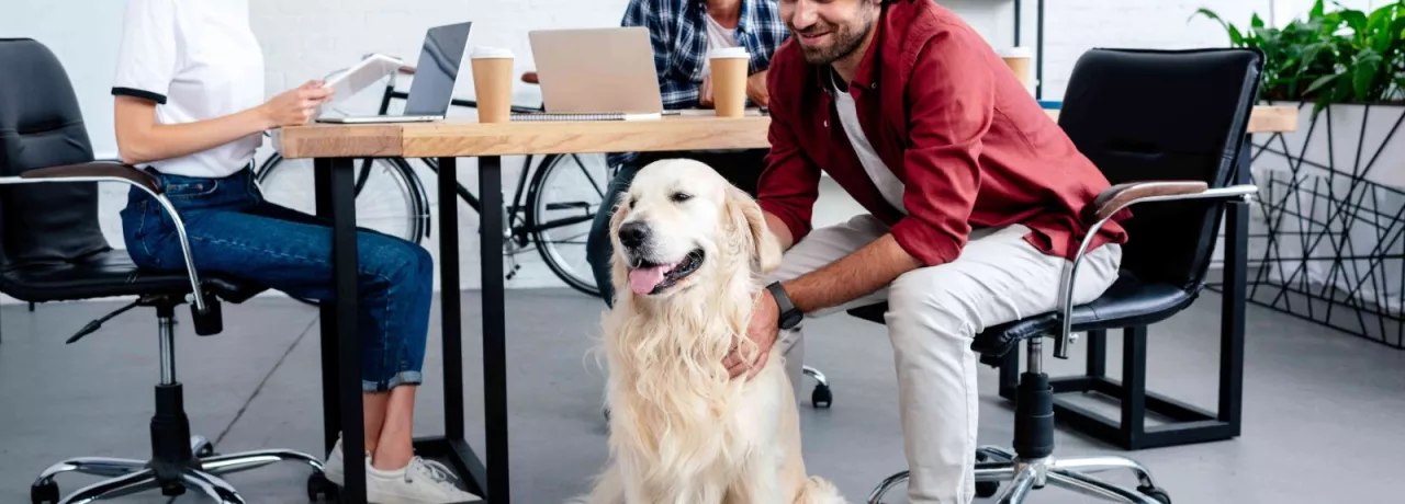 mascotas ene l trabajo